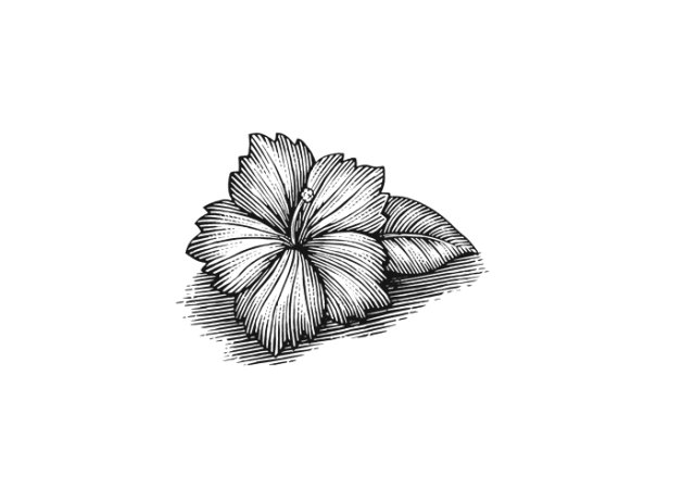 hibiscus art